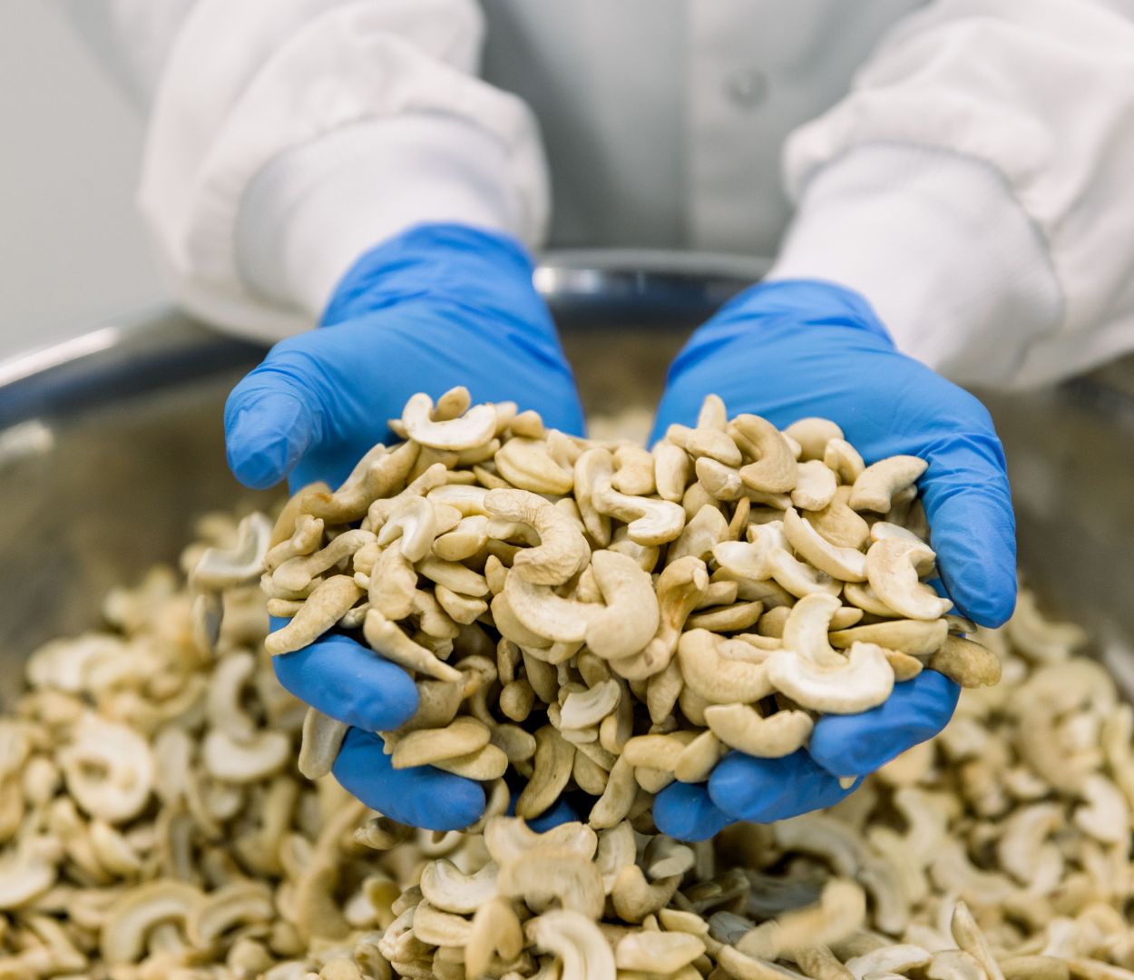 Margaret Coons in the Nuts For Cheese™ factory holding cashew nuts with blue gloves on